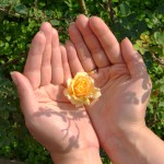 hands