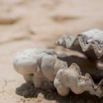 shell-1972980_1920