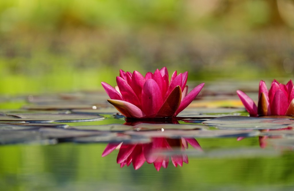 water-lily-1442497_1920