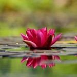 water-lily-1442497_1920